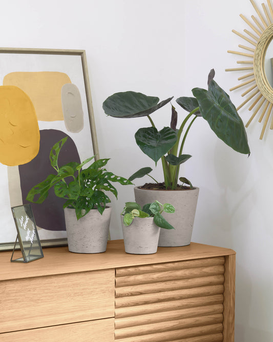 Set Low da 3 vasi grigio Ø 23,5 cm / Ø 16,5 cm / Ø 14 cm