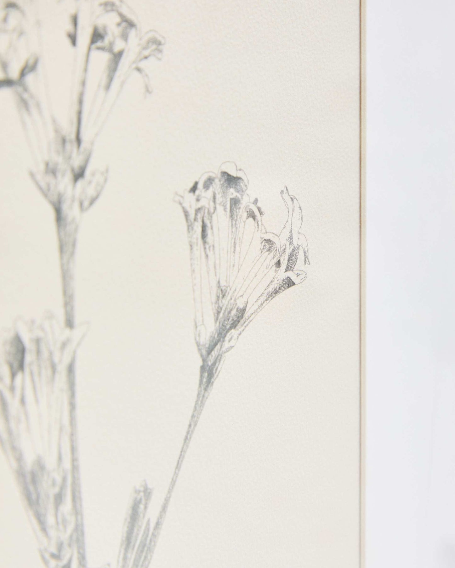 Quadro Lirena illustrazione botanica 50 x 70 cm