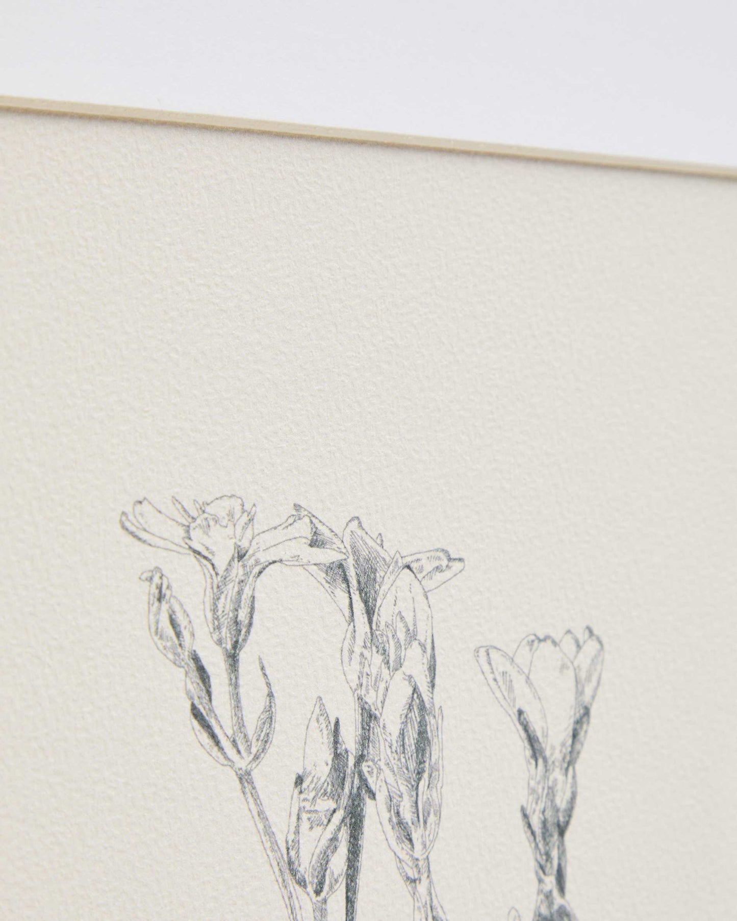 Quadro Lirena illustrazione botanica 50 x 70 cm