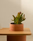 Tavolino Olaria in terracotta e impiallacciatura in rovere con finitura naturale 110 x 60 cm