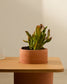 Tavolino Olaria in terracotta e impiallacciatura in rovere con finitura naturale 110 x 60 cm