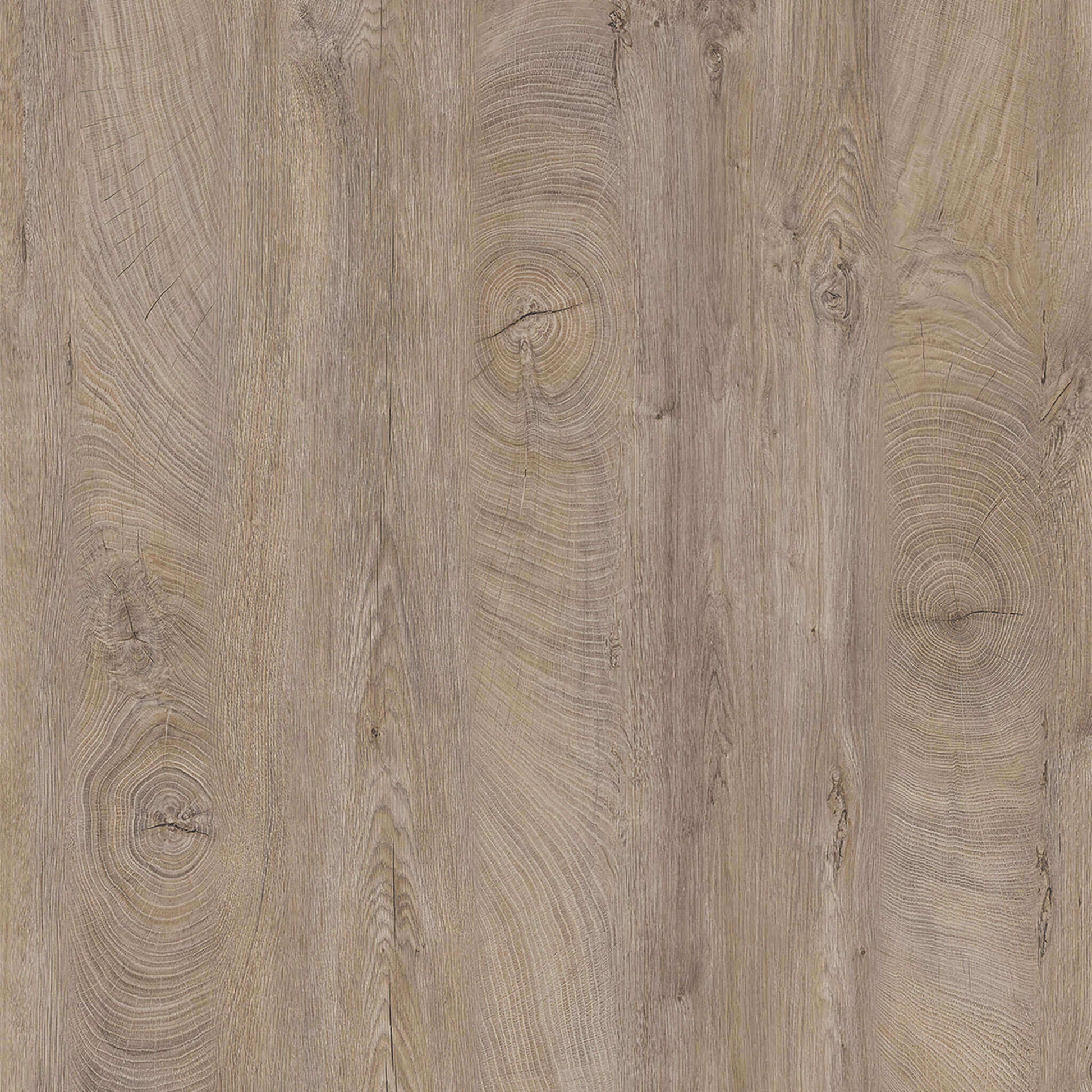 Rovere grigio